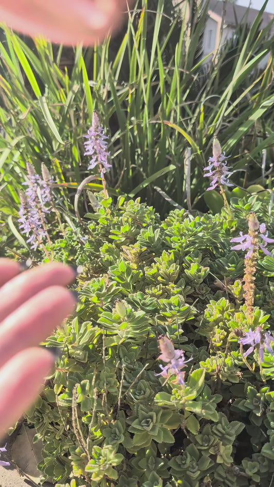 Love Potion No. 13 • Shimmering Body Oil